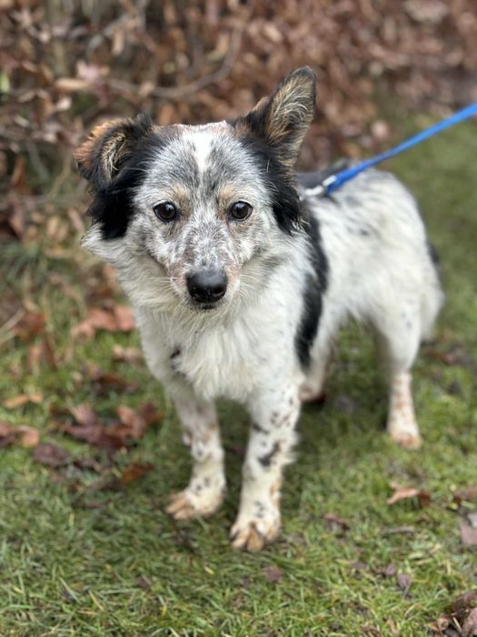 Młody wspaniały psiak szuka swojego domu