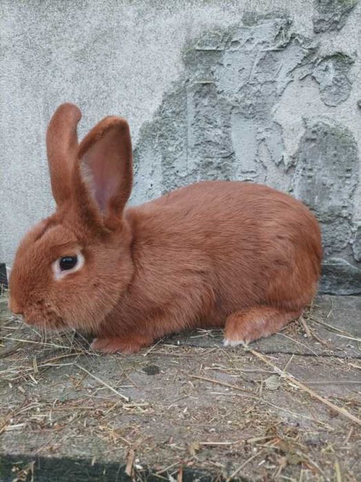 Króliki Nowozelandzkie Czerwone