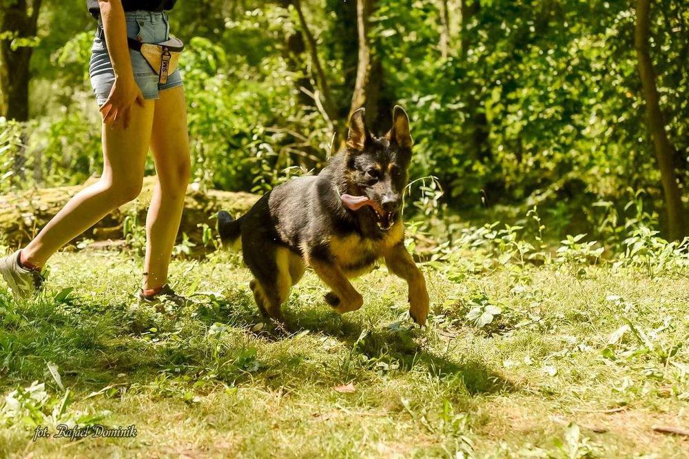 Cudowna, zdolna sunia - Skadi -  szuka kochającego domu!
