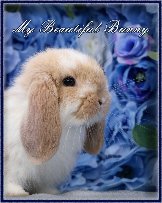 Mlody Krolik Mini Lop - Cream Butterfly