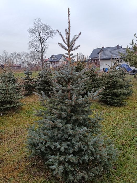 Choinki na sprzedaż