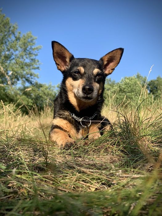 Suczka Vera do adopcji do dobrego domu.