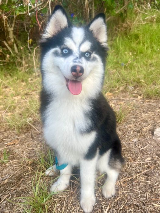 Pomsky/Mini Husky de 8 meses