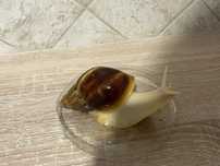 Slimak afrykanski