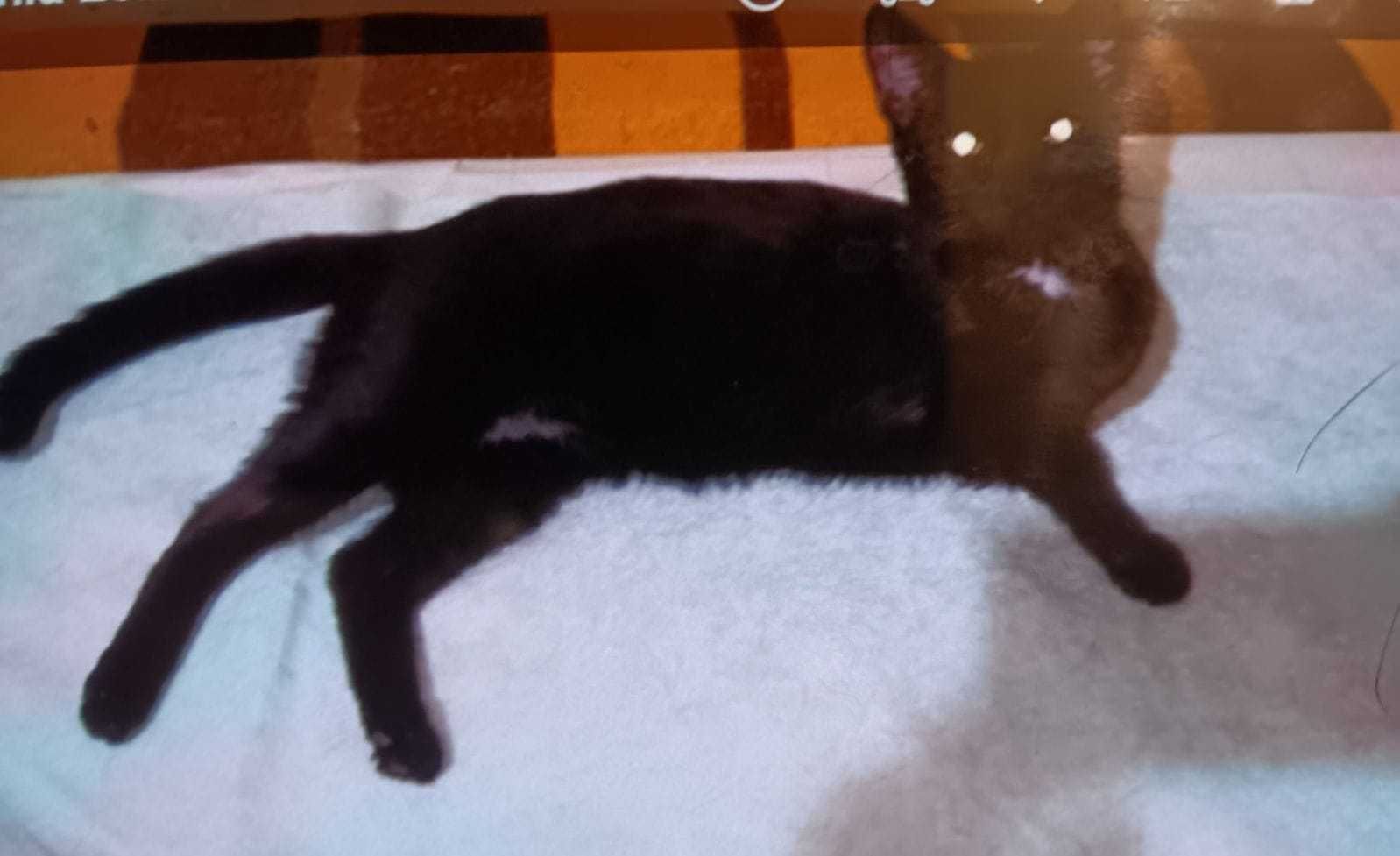 Troja - czarna wyjątkowa kotka