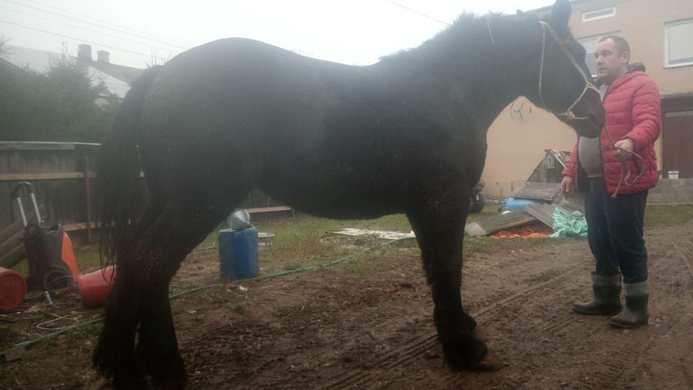 Sprzedam źrebice zimnokrwistą księga wstępna