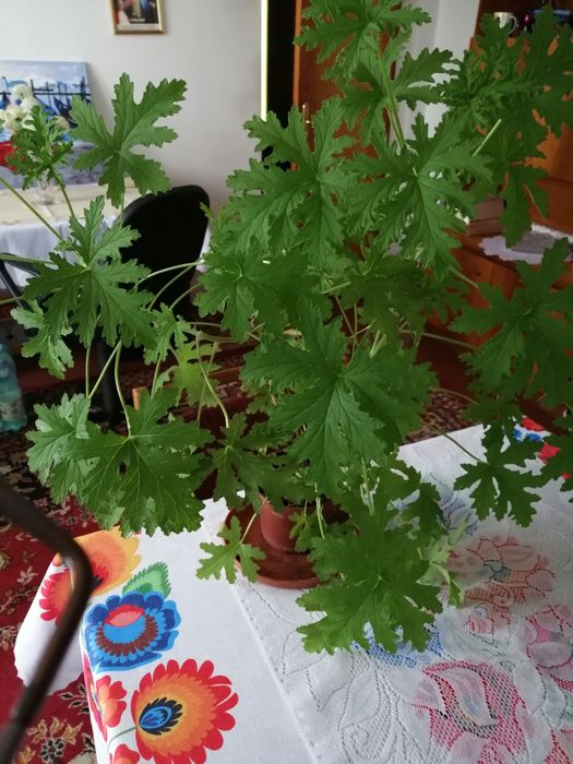 Zielistka młoda kwiatek