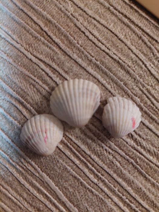 Ракушки из Крыма 2013 года