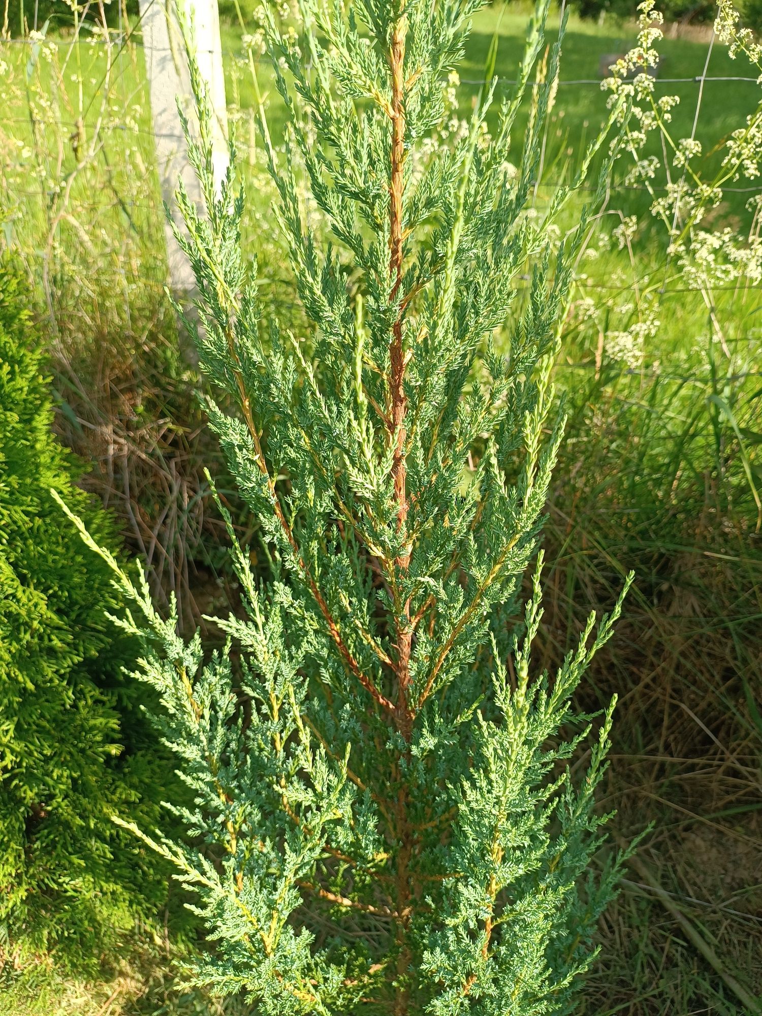 Jałowiec Blue Arrow