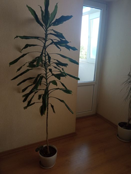 Продам гарні квіти 200грн за одну.