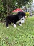 BRIX pies Border Collie