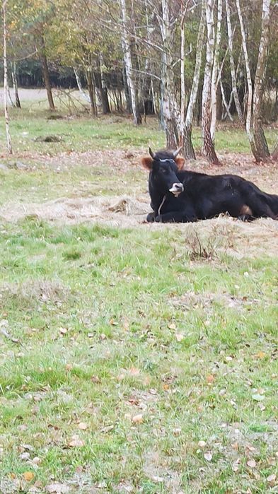 Джерсейський бичок, парування.