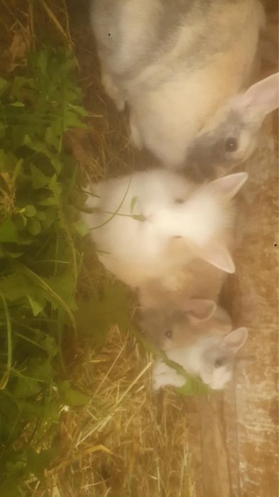 Króliki miniaturki na sprzedaz