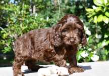 Cockapoo POLA sunia czekoladowa pudel spaniel hybryda