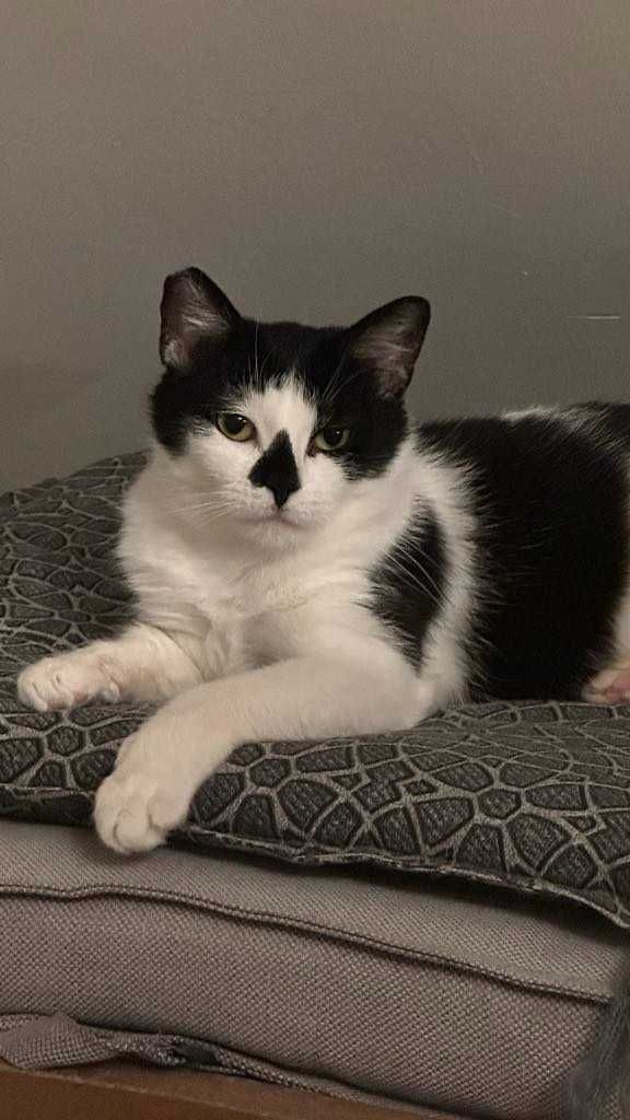 ADOPCJE!!Dwie ok.2 let. wyjątkowe kotki siostry  Nina i Lala  Łomianki