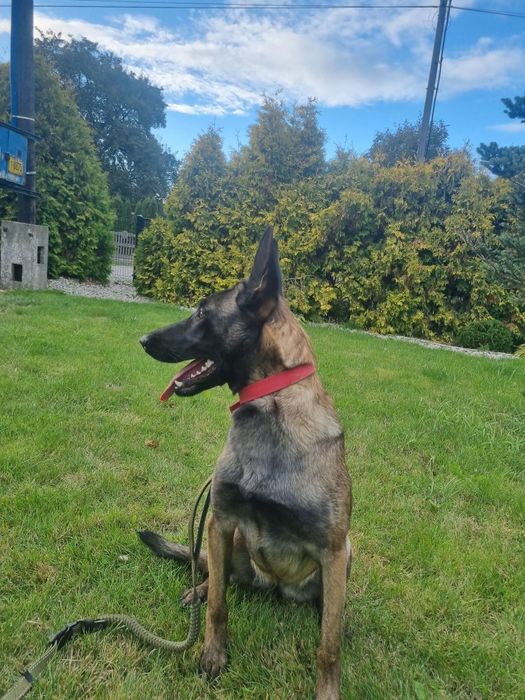 Sunia owczarka belgijskiego