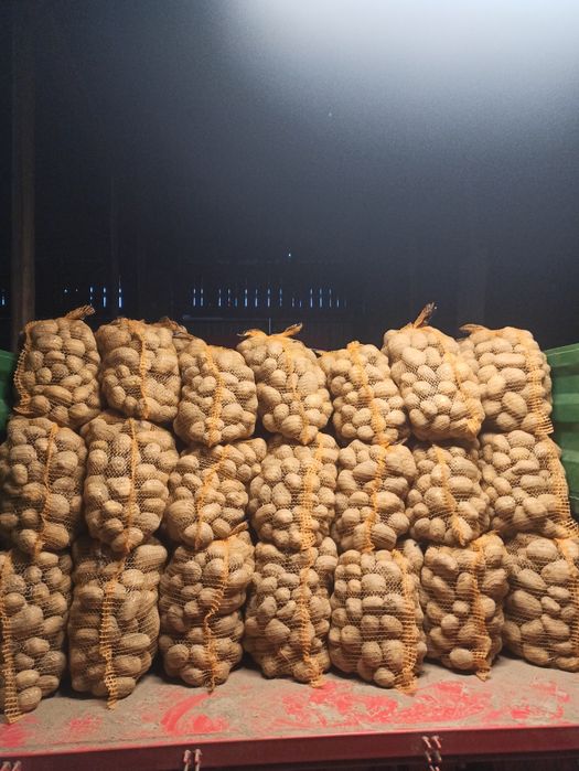 Ziemniaki jadalne Soraya