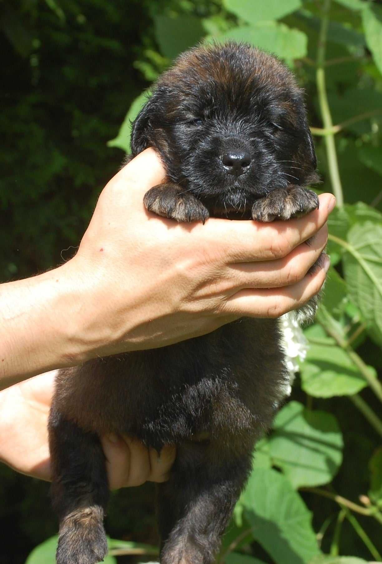 Leonberger ZKwP, FCI, pies