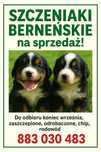 Bermeńaki pies pasterski. Zaszczepione, odrobaczone,czipy,rodowód.