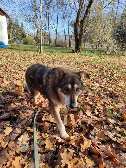 Seniorka Bezunia przyjaciółka wszystkich do adopcji