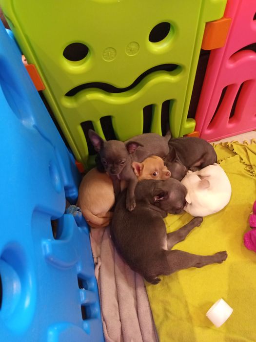 Чіхуахуа хлопчики дівчатка і франя