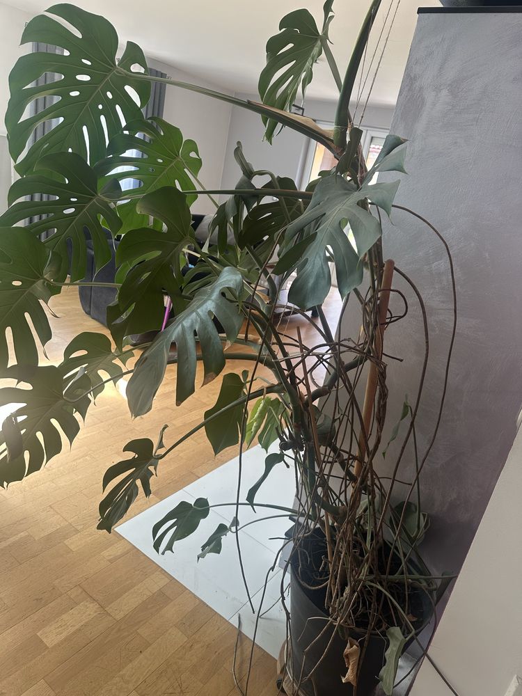 Monstera Deliciosa ok 180cm BEZ DONICZKI