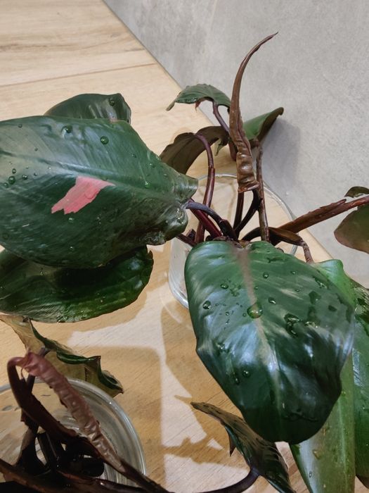 Filodendron Pink Princess sadzonki pędowe. 10 szt.