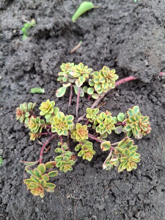 Продам садові декоративні рослини