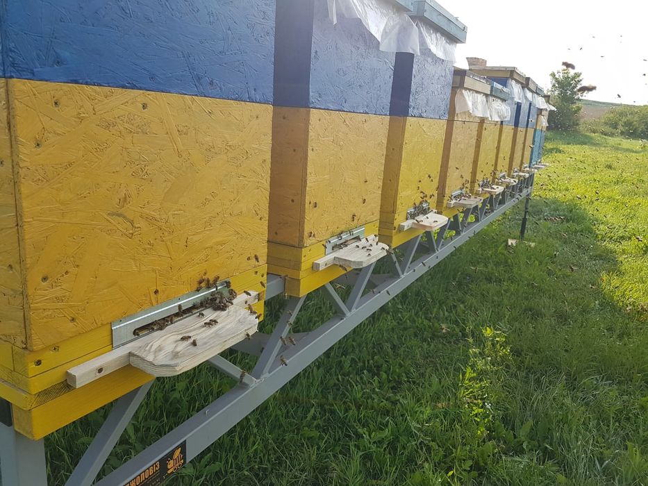 Продам кочову пасіку та обладнання.