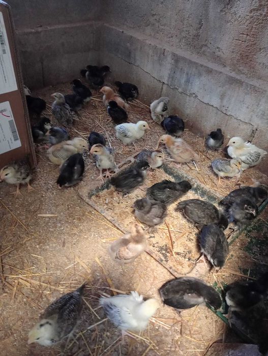 Vendo Pintos Caseiros