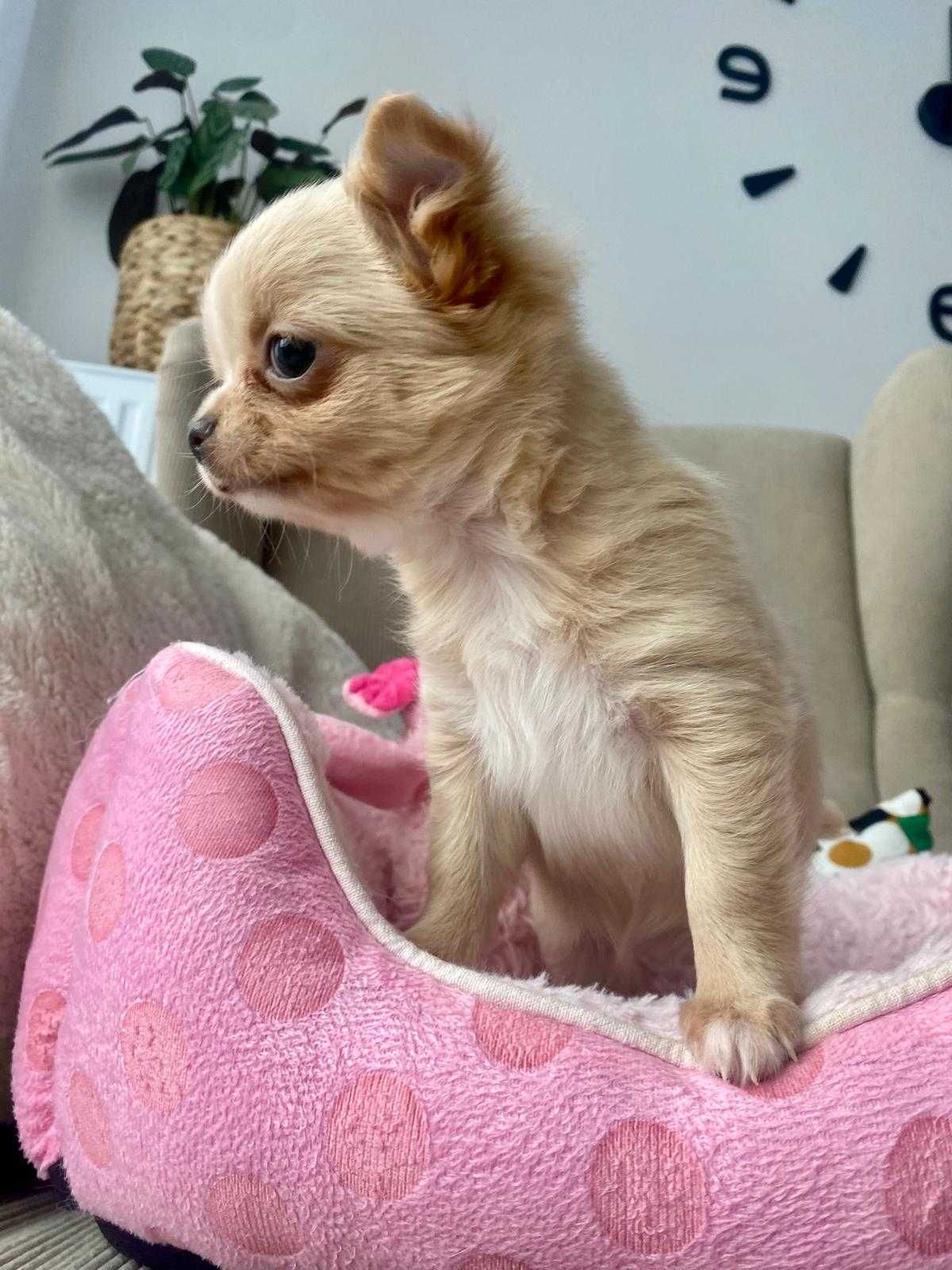 Radosna biszkoptowa suczka długowłosa Chihuahua rodowód dziewczynka