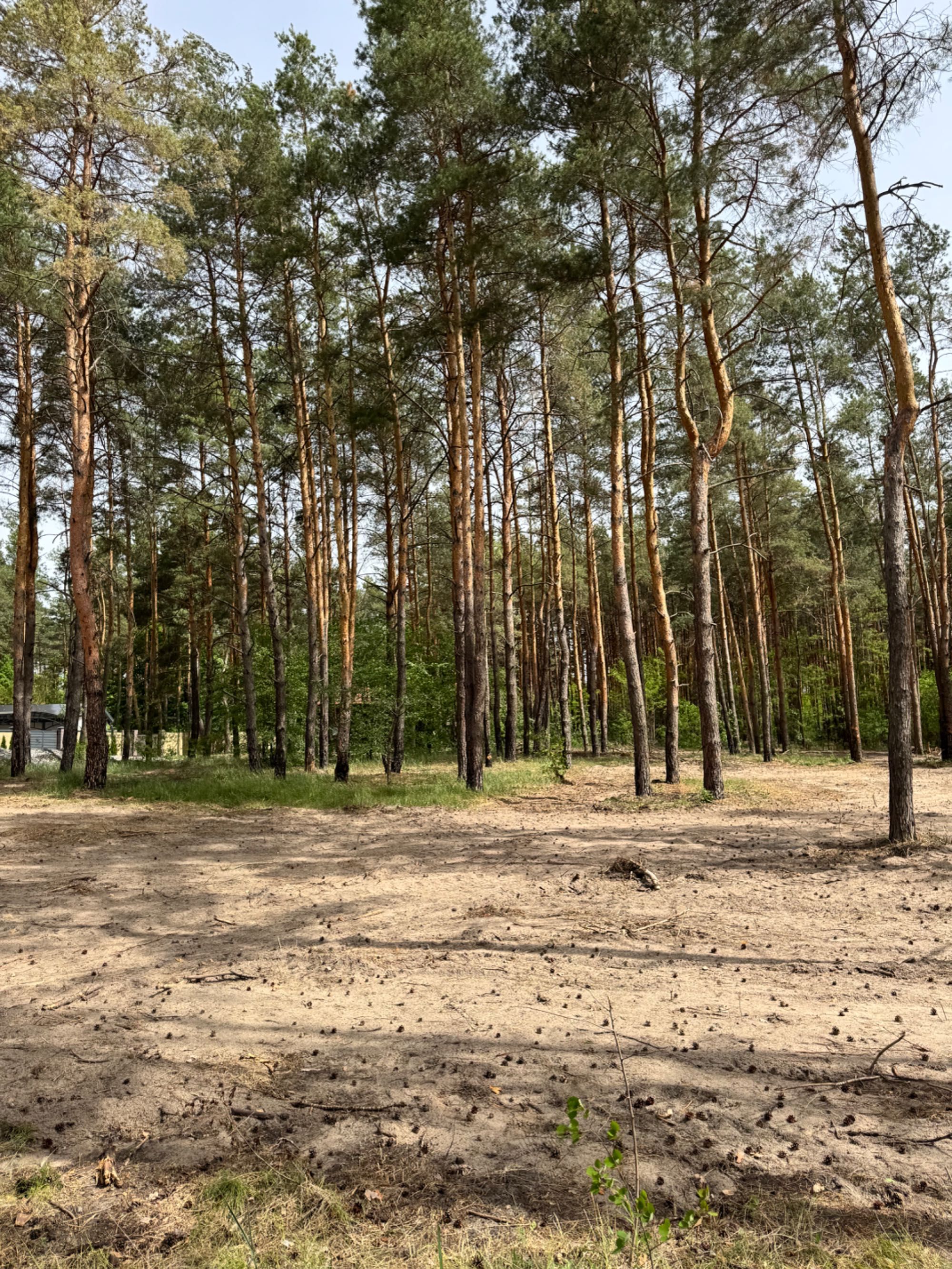 A-Frame в сосновом лесу, Курорт Песчанка.