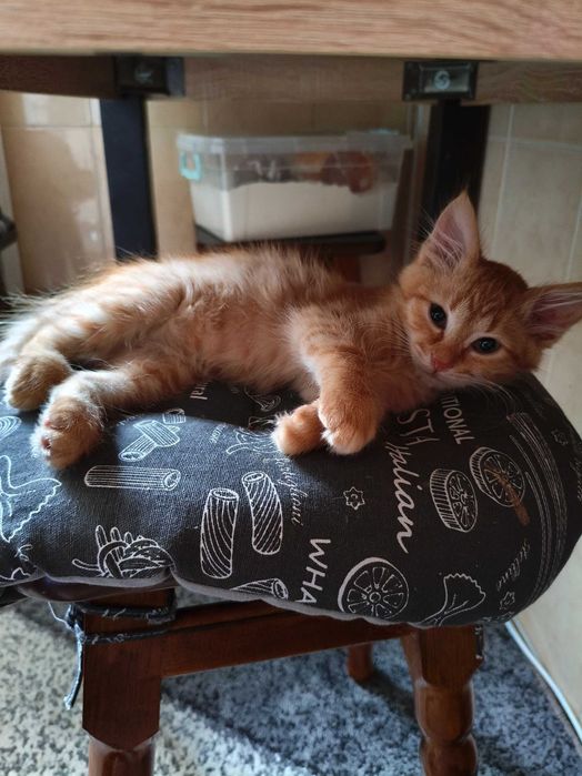 Рижа красуня шукає дім