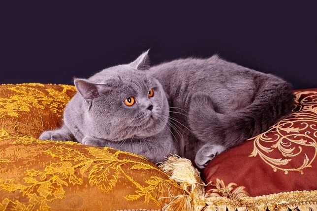 Британский прямоухий кот для вязки