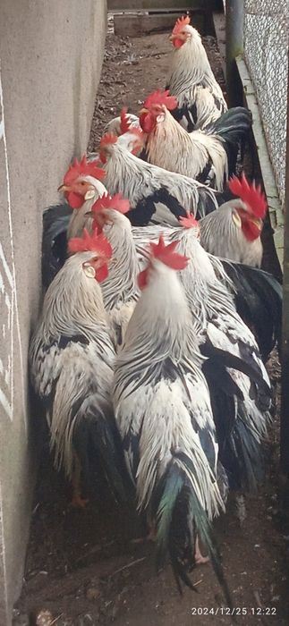 Італійський легорн срібний.Півень.