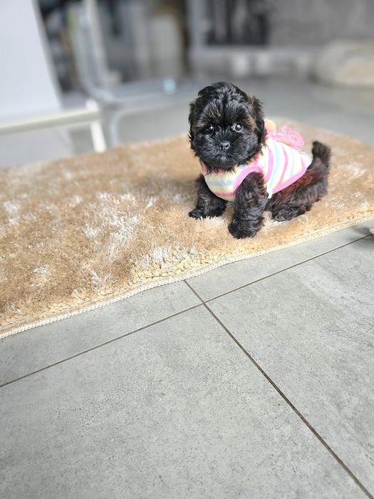 Zobacz Filmik Zjawiskowa Dziewczynka Maltipoo