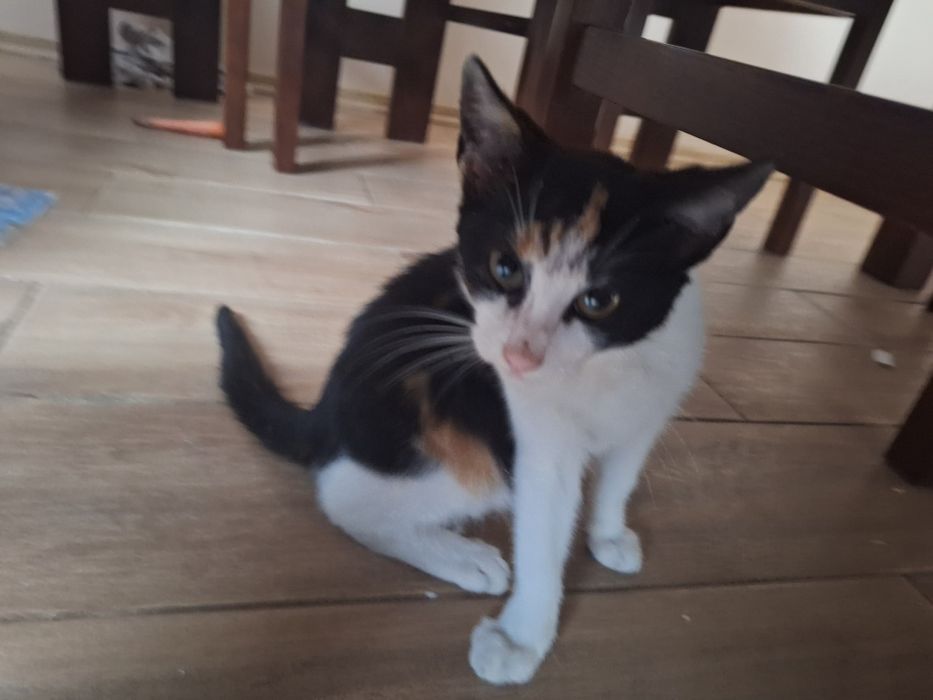 Kotka ok.8 miesięcy