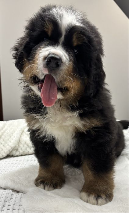 Berneński pies pasterski ZHPR UCI