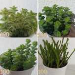 Крассула .Crassula perforata Variegata,Плауновидна,Tom Thumb.