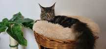 Koteczka Maine Coon, FPL