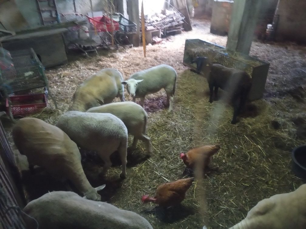 Ovelhas de raça pura