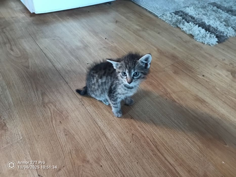 Małe kotki szukają domu