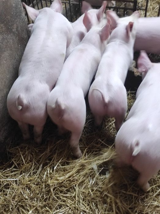 Prosięta,prosiaki,warchlaki,10 sztuk,9 tygodni,transport
