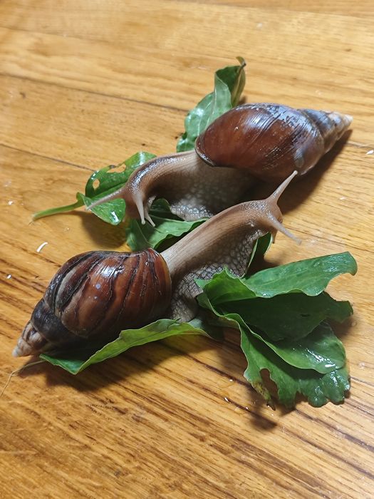 Віддам равликів ахатин безкоштовно