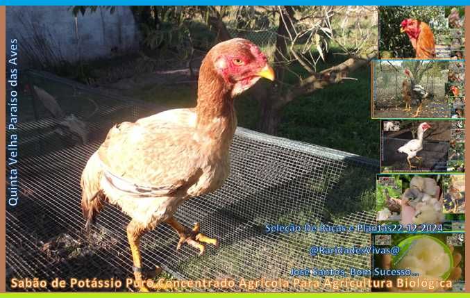 Índios Gigantes Selecionados Novos M6kg F4kg ( Semana Especial )