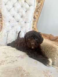 Lagotto Romagnolo - Marysia, 3 msc