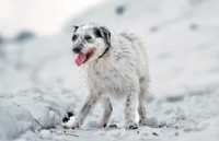 Biały Łatek szuka domu - pies w typie terriera do adopcji