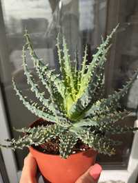 Алое хуміліс Aloe Humilis