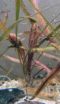 Loricaria red lizard Rineloricaria sp. red L010a