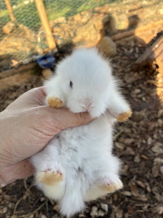 Coelhos anões Angorá nascidos a 7 Nov